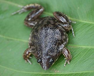 Marmorierter Ferkelfrosch, Hemisus marmoratus, Shovel Nose Frog